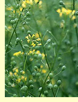 Рыжик посевной (Camelina) Рыжик посевной (Camelina)